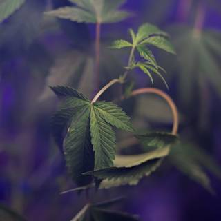 Weed leaves wallpaper
