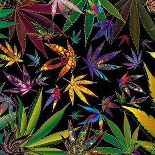 Weed leaves wallpaper