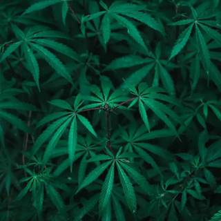 Weed leaves wallpaper