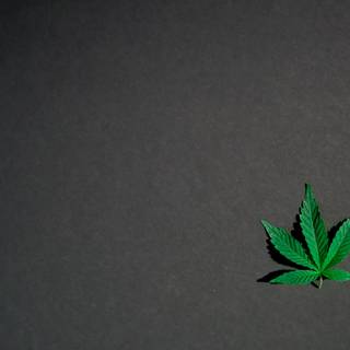 Weed leaves wallpaper