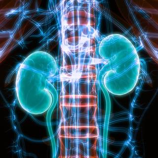 Urology wallpaper