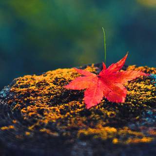 iPhone 5 HD wallpaper