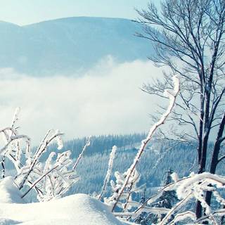 iPhone 5 HD wallpaper