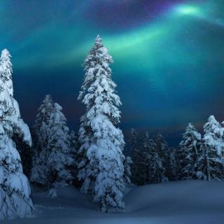 Cozy winter night wallpaper