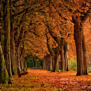 National Park autumn wallpaper