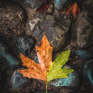 Autumn leaf design wallpaper