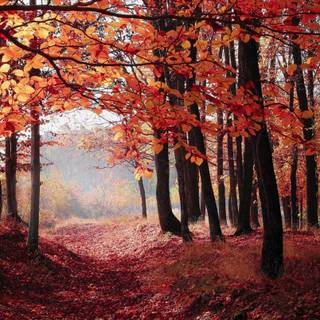 Light autumn wallpaper