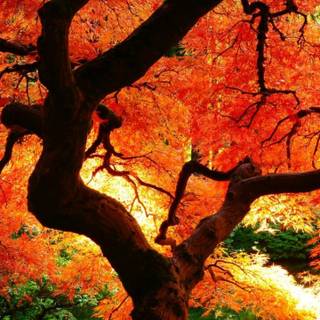 Autumn trees mobile wallpaper