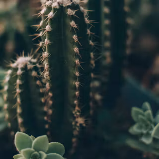 Cactus iPhone wallpaper