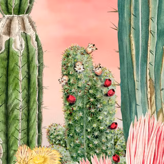 Cactus iPhone wallpaper
