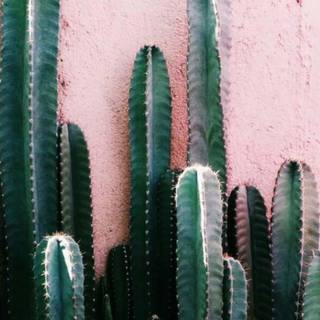 Cactus iPhone wallpaper