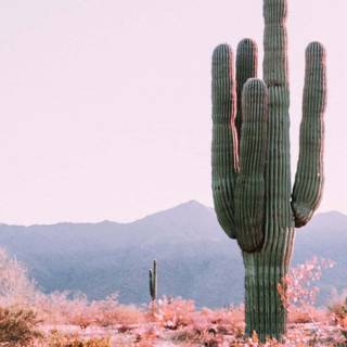Cactus iPhone wallpaper