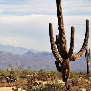 Cactus iPhone wallpaper
