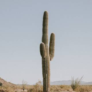 Cactus iPhone wallpaper