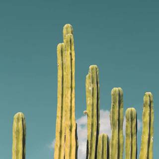 Cactus iPhone wallpaper