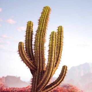 Cactus iPhone wallpaper