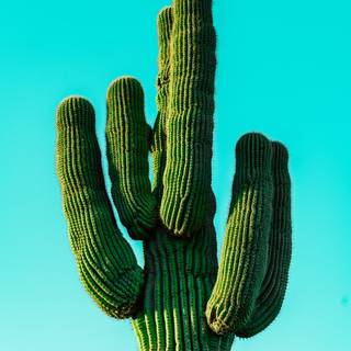 Cactus iPhone wallpaper