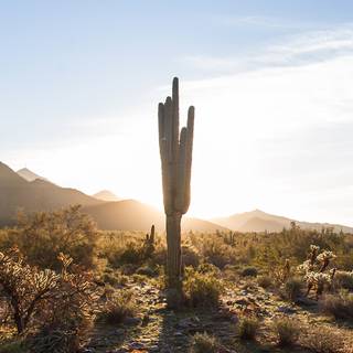 Cactus iPhone wallpaper