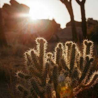 Cactus iPhone wallpaper
