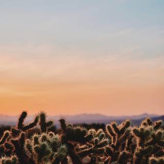 Cactus iPhone wallpaper