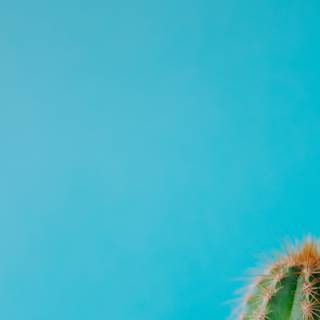 Cactus iPhone wallpaper