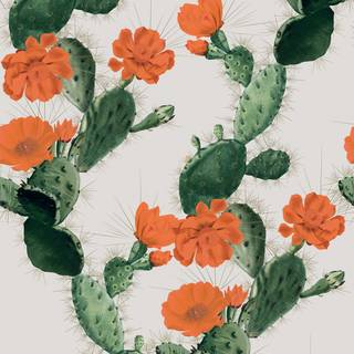 Cactus iPhone wallpaper