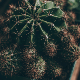 Cactus iPhone wallpaper