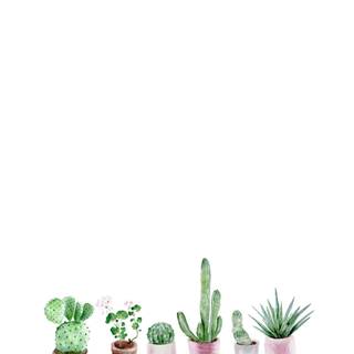 Cactus iPhone wallpaper