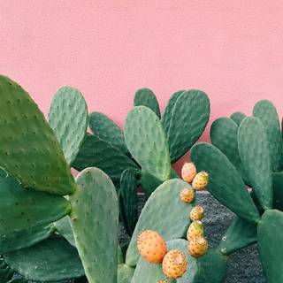 Cactus iPhone wallpaper