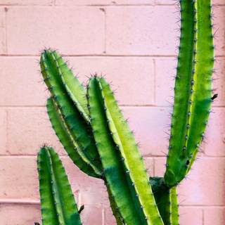 Cactus iPhone wallpaper