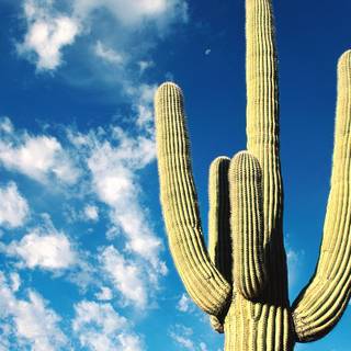 Cactus iPhone wallpaper