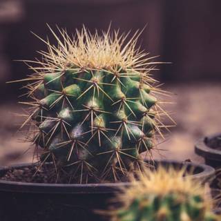Cactus iPhone wallpaper