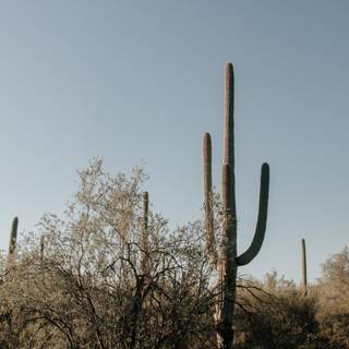 Cactus iPhone wallpaper