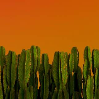 Cactus iPhone wallpaper