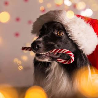 Xmas animal wallpaper