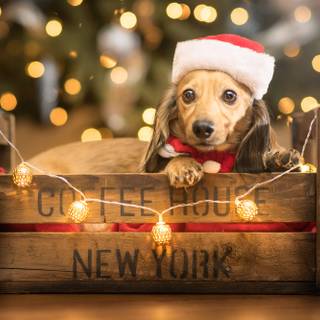 Dog Christmas desktop wallpaper