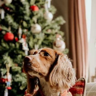 iPhone dogs wallpaper