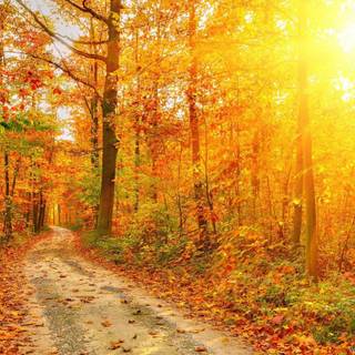 Rustic fall wallpaper