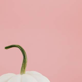 Pink pumpkin wallpaper