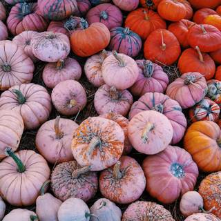 Pink pumpkin wallpaper