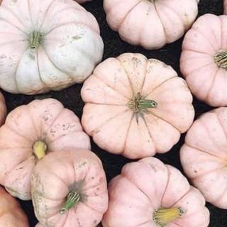 Pink pumpkin wallpaper