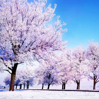 Cute winter iPad wallpaper