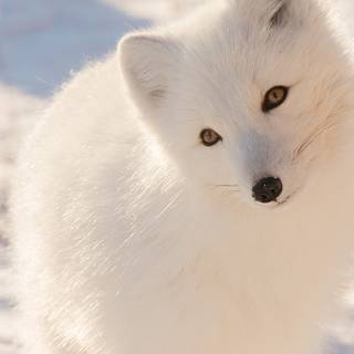 Cute winter iPad wallpaper