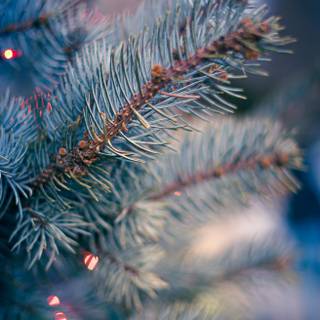 Christmas winter phone wallpaper