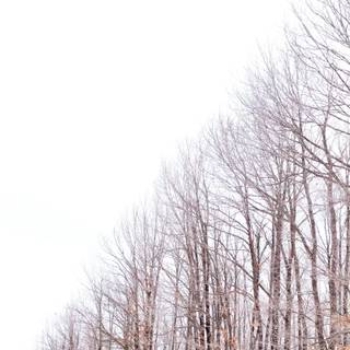 Cute winter iPad wallpaper