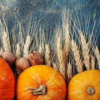 Thanksgiving wheat wallpaper