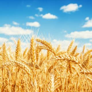 Thanksgiving wheat wallpaper