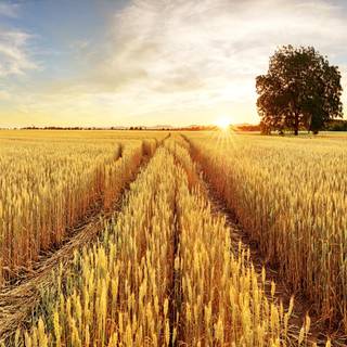 Thanksgiving wheat wallpaper