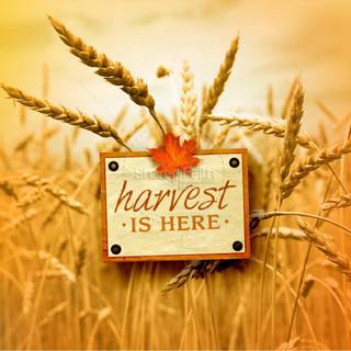 Thanksgiving wheat wallpaper