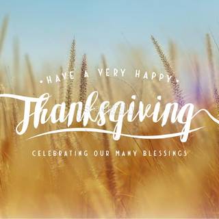 Thanksgiving wheat wallpaper